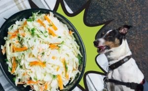 Ein Hund schaut auf eine Schüssel Krautsalat.