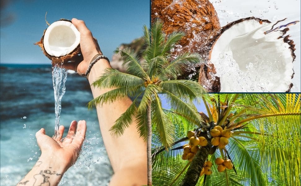 kokosnuss tropische frucht 2 | Die Kokosnuss: Eine tropische Allround - Frucht! | Ein Bild von a journey to ourselves