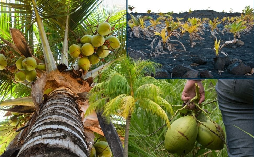 kokosnuss tropische frucht 4 | Die Kokosnuss: Eine tropische Allround - Frucht! | Ein Bild von a journey to ourselves