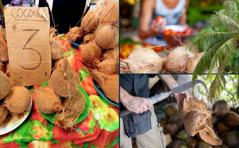 kokosnuss tropische frucht 5 | Die Kokosnuss: Eine tropische Allround - Frucht! | Ein Bild von a journey to ourselves